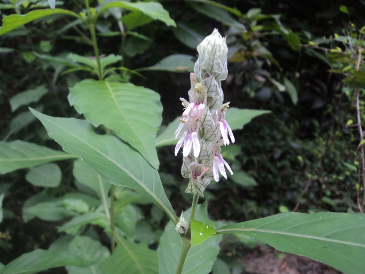 Nicoteba betonica (L.) Lindau